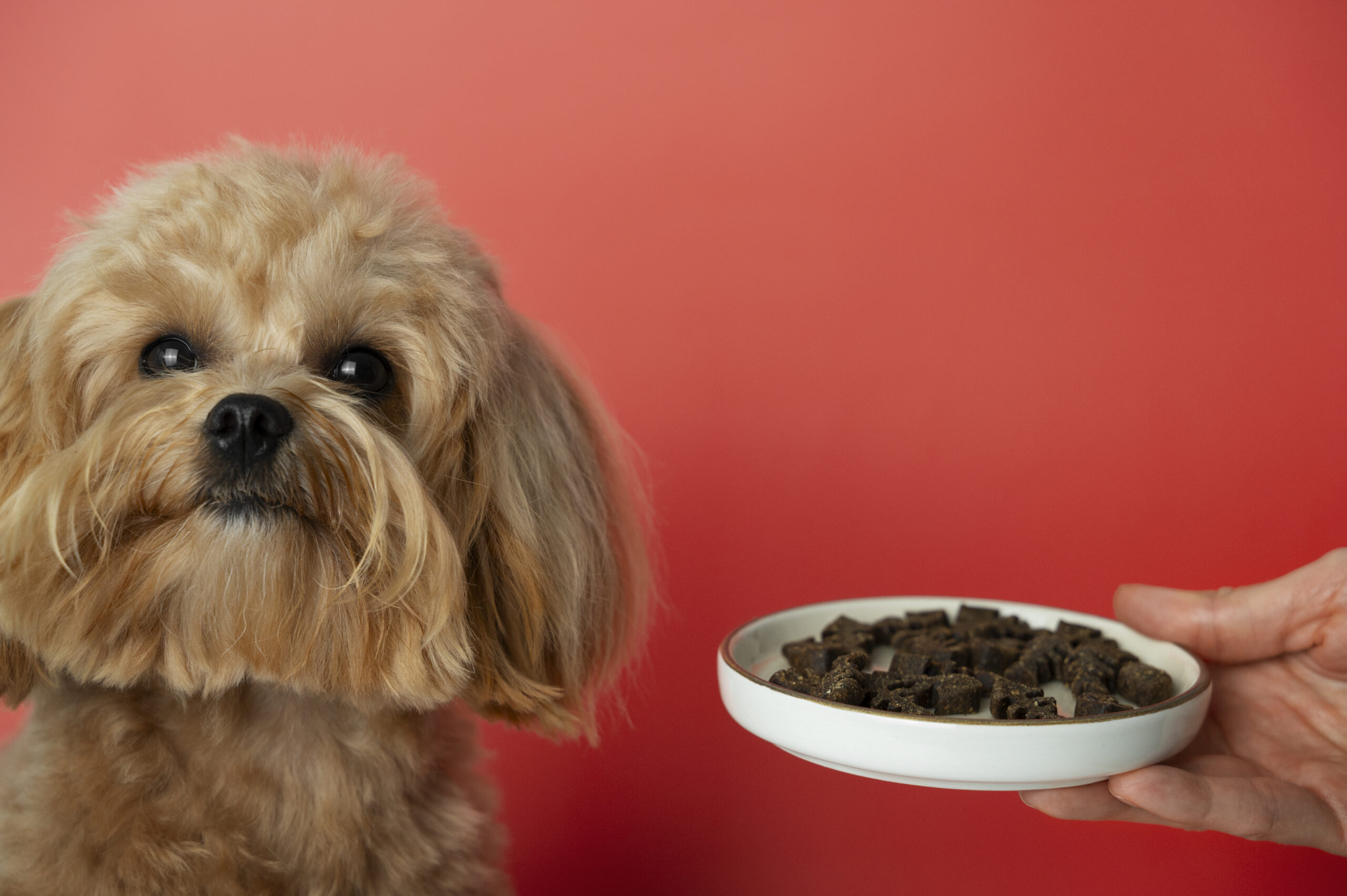 Understanding Pet Nutrition: What Every Owner Should Know